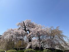 でもやっぱりインパクトがあるのは「祇園しだれ桜」ですよね。正式名は「一重白彼岸枝垂桜」だそうです。初代は枯れてしまったので、こちらは初代の種子から育てられた２代目です。周りに違う枝垂れ桜も植えられて華やかです。両脇のは色が褪せていましたが、中央の主役は今がちょうど見頃でした。