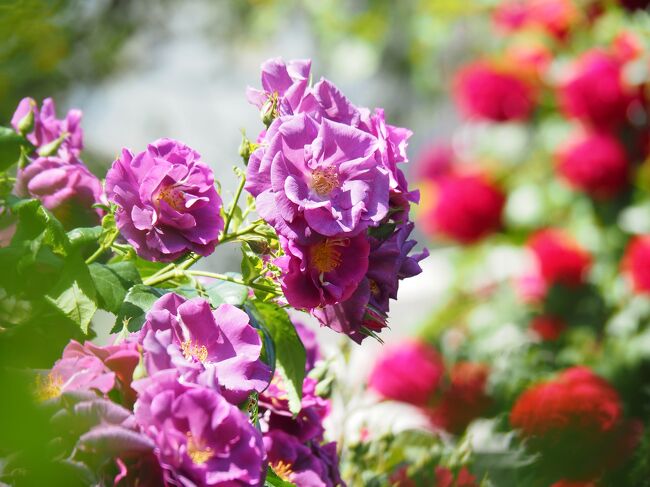 BBM 96 横浜 ローズ 横浜イングリッシュガーデン ローズ・フェスティバル2023』横浜(神奈川