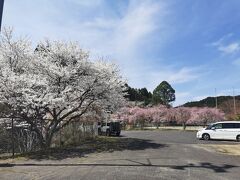 駅前も桜が綺麗に咲いてます

4時間あるのでみつまたを見て
山桜を見て、道の駅に温泉があるので
行けるところまで行ってみます(*^^*)