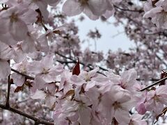 今年初めての桜^ ^