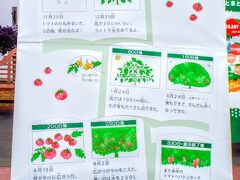 「とまとの森」でトマトの経過観察