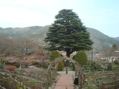 箱根強羅公園 植物園