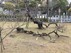 戦国DQN四天王の一人、細川忠興（三斎）さんはここで晩年を過ごされたとのこと。
この臥竜梅は忠興さんのお手植えらしいです。
文化人でもあったそうですから拘りの配置なんだと思います。
咲いてる時に来たかった。