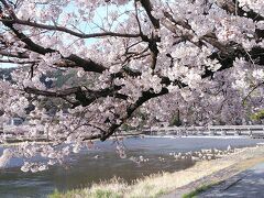 京都2日目3月31日桜めぐりスタート
四条のホテルから嵐電でガタゴト嵐山に到着

嵐山渡月橋に桜