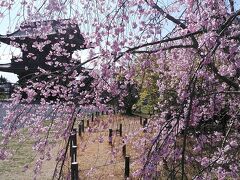 嵯峨釈迦堂(清凉寺)
仁王門にしだれ桜