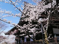京都3日目4月1日桜めぐりスタート
ホテル前から真如堂前までバスで移動

真如堂にソメイヨシノ
紅葉の季節もおすすめの隠れ家的スポット