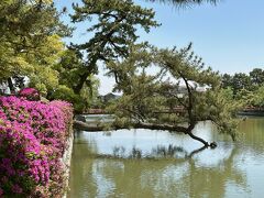 桑名駅で友達と合流してのんびり歩きながら九華公園へ。
つつじは終わりがけで残念。
もうちょっと早く行ってたら満開で綺麗だったと思います。