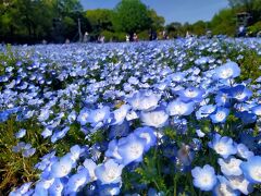 続いてJRに乗り換えて、長居を目指します。長居公園は大阪の中心にある植物園で、入場料も200円と格安です。ちょうどネモフィラ祭りが開かれていて、たくさんの人で賑わってました。