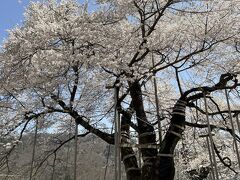 荘川桜に到着しました。