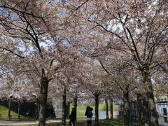 桜が見たくて、Langelinieparkenへ。