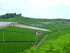 八女茶の一大生産地「八女中央大茶園」