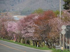 　演習林の桜は、このように道路の端に植えられています。