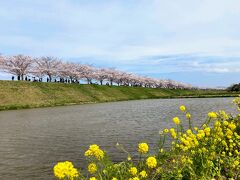 でも実は、駅を降りた時から気づいてた。
今日は、パタゴニアなみに強風が吹いていることを・・

もう水鏡になる可能性は低いので、
せめて菜の花と一緒に、それらしき写真を撮っておく。

でも、これはこれで、景色としてはスバラシイので、
良しとしようー