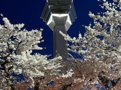 五稜郭タワーと桜。五稜郭タワーは19時までで上がれず。