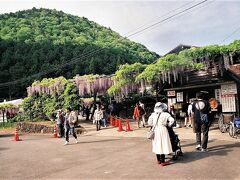 渋滞を経てやっとたどり着いた白井大町藤公園。

白井大町藤公園　15：44（5.1km・165.8km・12.2km/h）
