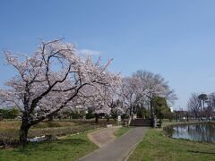 忍城から、さきたま古墳公園に向かう途中、水城公園を通りました。
忍城の外堀跡である大きな池と広場を有した開放的な公園です。