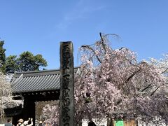 醍醐駅からはシャトルバスもありましたが長蛇の列、７５０メートル歩いても１０分ほどということで歩いて「醍醐寺」までやってきました。

総門前の紅枝垂れ桜が満開です！