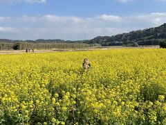 最初も目的地は大好きな道の駅の一つ”とみうら枇杷倶楽部”

この時期咲いてるだろうな～と思ってたけど、予想通り咲いてた、真っ黄色な菜の花。