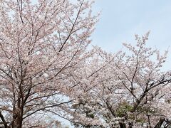  良いお天気で、四条界隈は凄い人、円山公園もお花見宴会たけなわです。