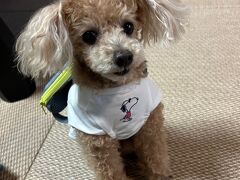 那須ガーデンアウトレットへ移動。ここは抱っこすればワンちゃんOKのお店が多く、わんこ連れで洋服を選べます。画像は新しい服を買ってもらっておすまししている次男。