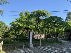 八幡山公園の下のお寺に県の天然記念物にせていされたしだれ桜がありました。