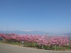 アルプスと桃の花。
素晴らしい景色！