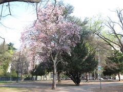 市内中心部へ向かい途中の公園に大きなピンク色の花をつけている木がありました。木の向こうはパークホテル ルナモンドシェン。