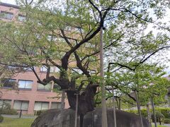 石割桜。葉桜でもきれい。裁判所の敷地内にあります。