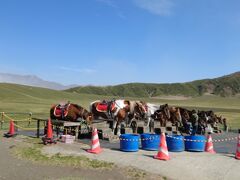 カルデラの中をぬけ、
山を再び登り、
草千里ケ浜に到着。
ここもたくさん車がありましたが、
スペースがたくさんあるのでスムーズに入れました。

馬達が待機してます。
この景色のなか馬に乗るのは気持ち良さそう！
