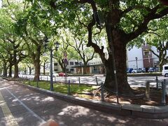 少し歩いて、「県庁」の標識で左折。　　「県庁前楠並木通り」大きな楠木。