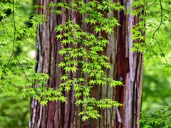 ■有清園(ゆうせいえん)