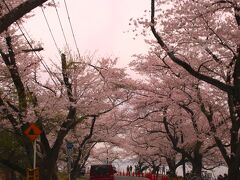 海津大崎
海津大崎の桜は樹齢80年の老桜から若木まで約800本のソメイヨシノがびわ湖岸約4kmに植えられています。