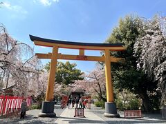 朱の鳥居と枝垂れ桜は、平野神社のシンボルですね。でも「平野神社」と書かれた扁額がありません。修復中でしょうか。残念！