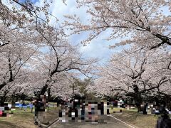 東京・原宿『代々木公園』の2023年3月24日の桜の開花状況の写真。

満開です。

毎年『代々木公園』のお花見の様子を載せていますが、今年はコロナの
規制がなくなったので、外国人の方々がたくさん訪れ、
あちこちで桜を楽しんでいます。

レジャーシートを広げての宴会？も増えました。