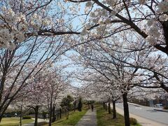 桜が沢山。平日だけど、人が結構いました。