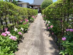 芍薬の寺