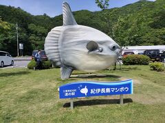 ちょっと遅めの朝食は道の駅紀伊長島マンボウで。
この辺の名物はマンボウだそうで、マンボウの食べられる道の駅だそう。