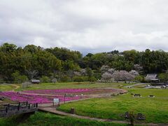 有料エリアを出て「臼杵石仏公園」へ芝桜を見に行ってみます。