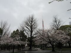 日比谷公園を経由して芝公園に到着。東京タワーと桜を組み合わせてみました。
※日比谷公園の写真は割愛します