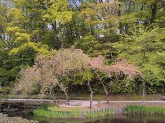 1日で大分散っちゃうもんです。

その3に続く。