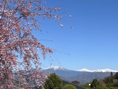 枝垂れ桜と冠雪した南アルプスの山並み。青空に映えますね(^^)

駒ケ根は「南アルプス」と「中央アルプス」の２つが見える町なんです。