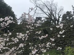 桜の咲く高知城を散策して、