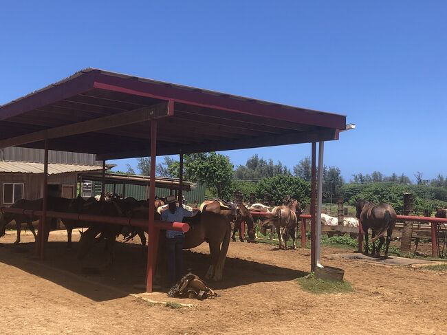 馬も沢山。大自然です。