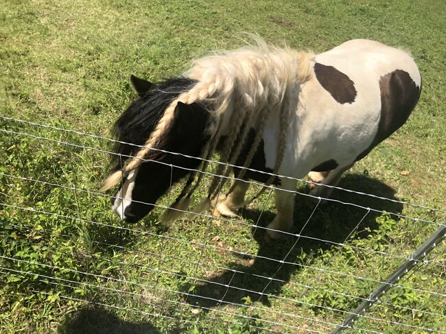 途中でも他の馬と遭遇。馬同士挨拶してました