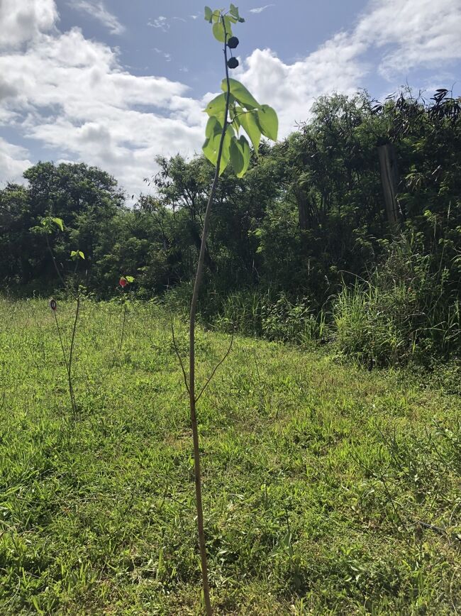 お次はプランター体験。好きな苗木を選び祈りを込めて植え手を添えて神聖な水を注いでもらいます。