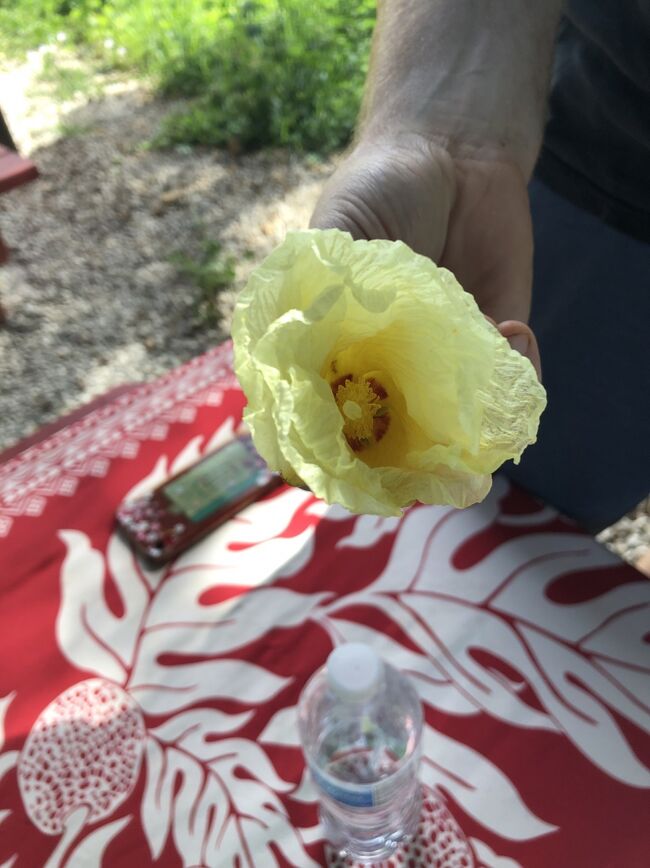 私たちが選んだのはミロの木と呼ばれるかつて王属しか使えなかったという気でした。花はこんな花だそう。GPSが付いていて離れていても番号で成長を見ることができます。楽しみ。