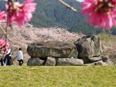 この後、石舞台古墳に寄ってもいい（2022年3月撮影）
同じ年の春に行ったので今回は立ち寄らなかった
桜に囲まれる石舞台古墳、桜の時期はきれい、おすすめ
