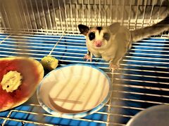 Bay Walk Residence（ベイウォーク レジデンス）

05月01日（月）　　23:10

レストラン階（5階）でインコの横で飼われている夜行性のフクロモモンガが起きているかも・・・と娘と見に行ったら可愛らしい顔を見せてくれました。

明日はチェックアウトまでのんびり過ごしてバンコクに戻ります。

続きは
★3年ぶりの訪タイ(4日目)　
　パタヤ＆バンコクでローカル食＆ルーフトップバーを楽しむ編　(05/02)　へ
　https://4travel.jp/travelogue/11827339

