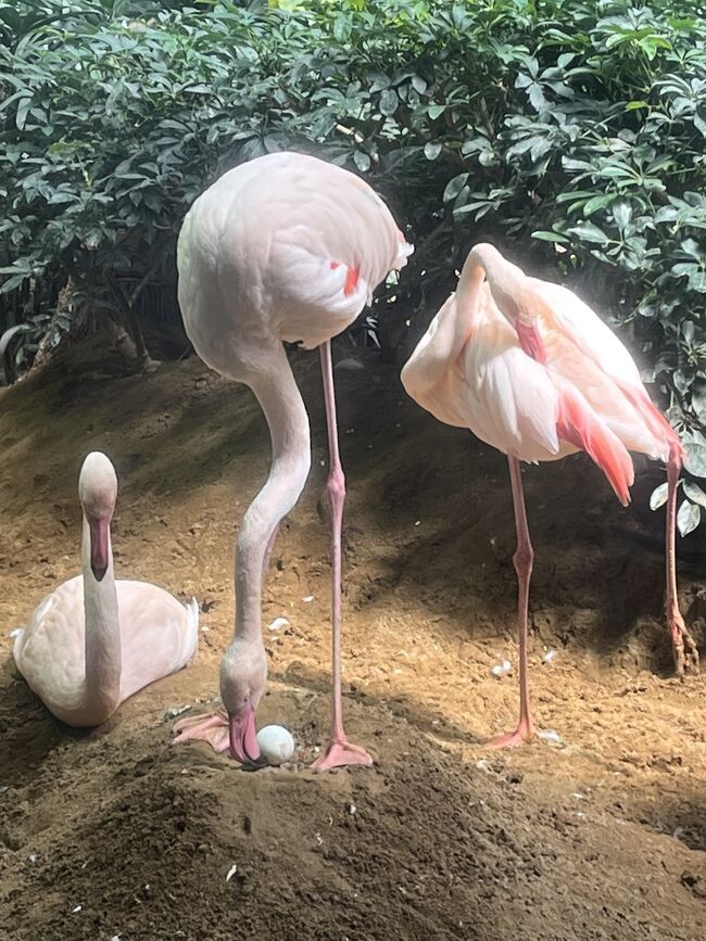 メヒコのフラミンゴの卵と2度目の道の駅常総』茨城県の旅行記・ブログ