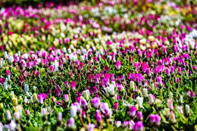 くじゅう花公園 2023第2回』久住高原(大分県)の旅行記・ブログ by